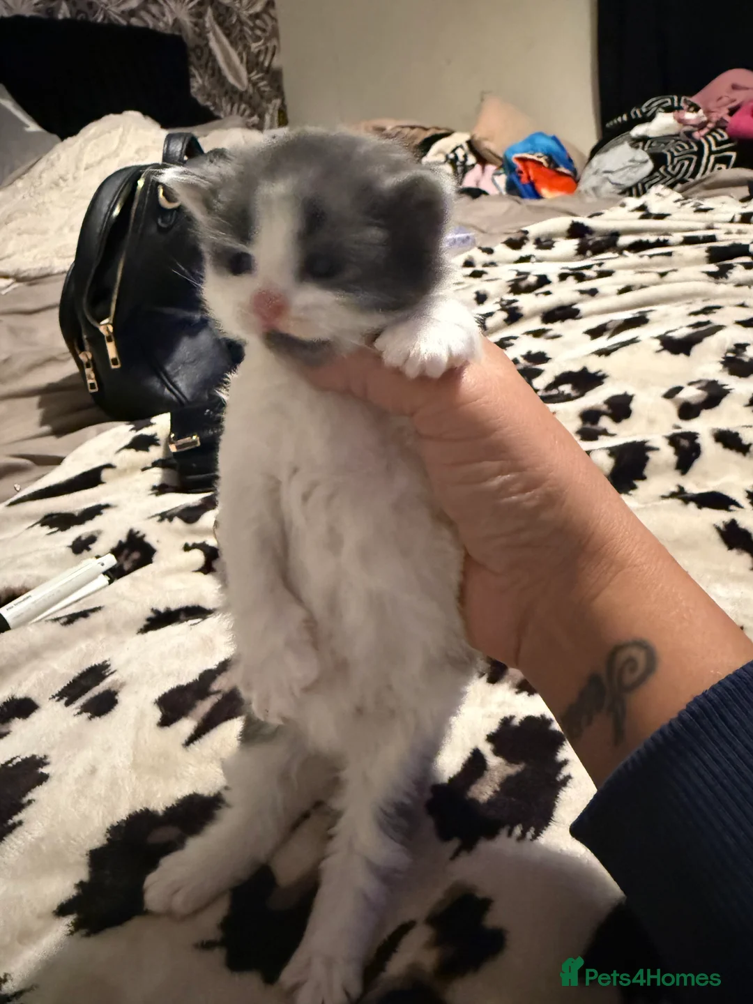 Norwegian Forest Cat cats for sale: Fluffy purrfeecctt bundles of love  - Advert 10