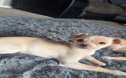 Mixed Breed dogs for adoption: Meet Ernie, currently residing in Cheshire  - Image 3