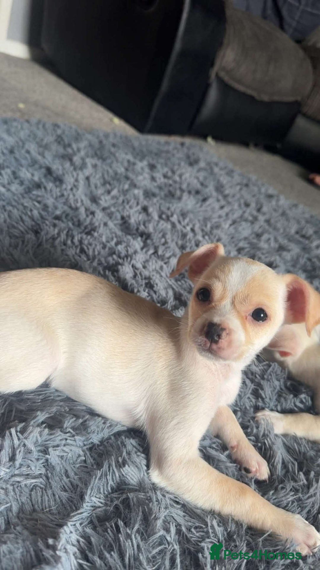 Mixed Breed dogs for adoption: Meet Ernie, currently residing in Cheshire  - Image 3