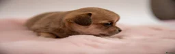 Chihuahua dogs for sale: 🐾Chihuahua Girls ready for forever loving homes - Advert 27