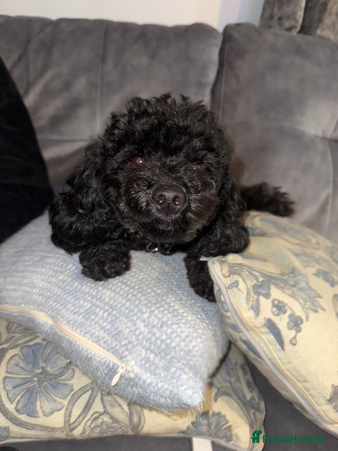 Toy Poodle dogs for sale: 2 black toy poodle girls - Advert 1