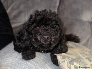 Toy Poodle dogs 2 black toy poodle girls - Advert 2
