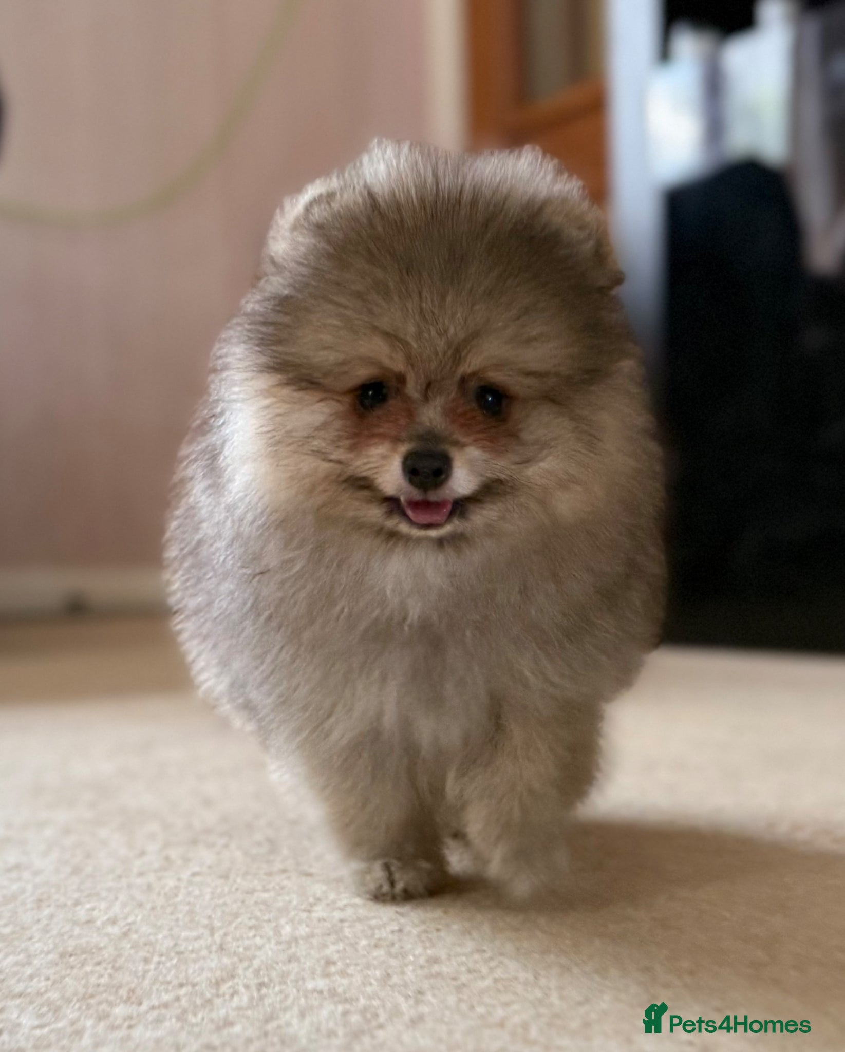 Pomeranian dogs ✨ Rare colour/Thick coat Teddy Bear Pom Puppies ✨ - Advert 2