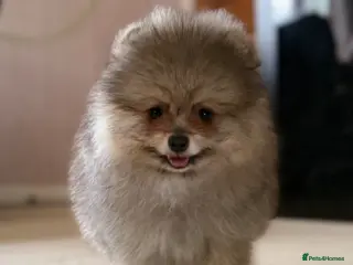 Pomeranian dogs ✨ Rare colour/Thick coat Teddy Bear Pom Puppies ✨ - Advert 9