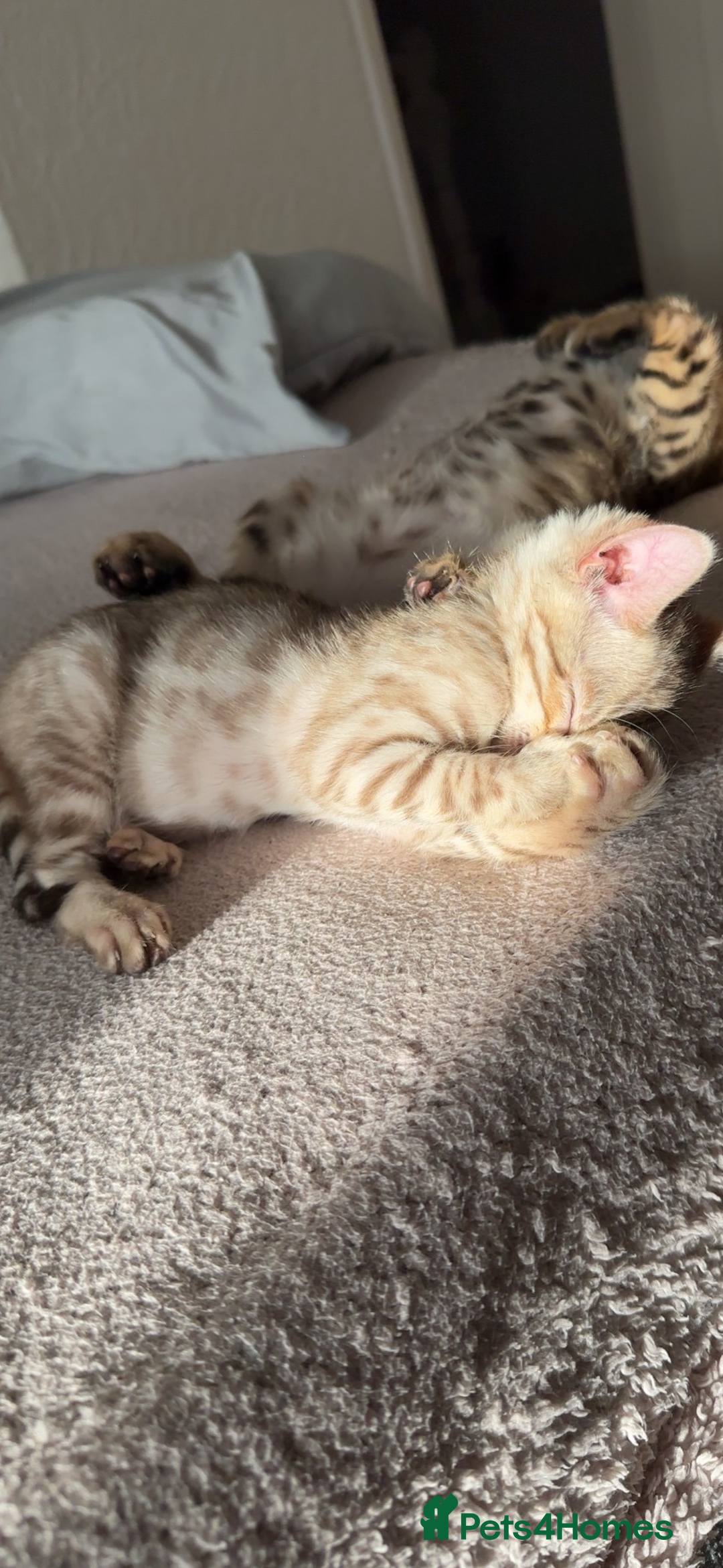 Bengal cats for sale: Pure Bred Bengals 1 BOY & 1 GIRL AVAILABLE!💓 - Advert 3