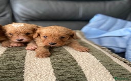 Cavapoo dogs for sale: 3 Gorgeous Cavapoo puppies - Image 10