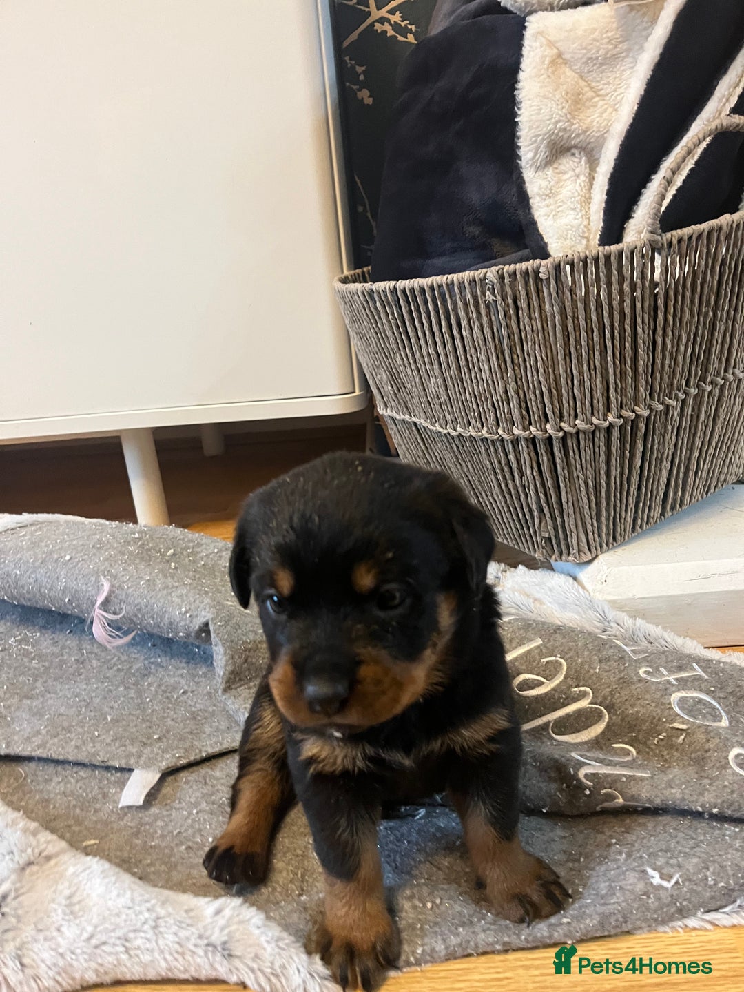 Rottweiler dogs for sale: Beautiful chunky Rottweiler puppies  - Advert 8