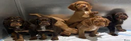 Cocker Spaniel dogs for sale: Kc registered working cocker spaniels  - Advert 5