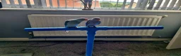 Ringnecks birds for sale: Baby hand tame Blue and Violet  - Advert 4