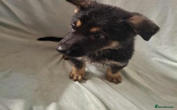 German Shepherd dogs for sale: *Ready Now* Pure Bred German Shepherd Pups - Image 21