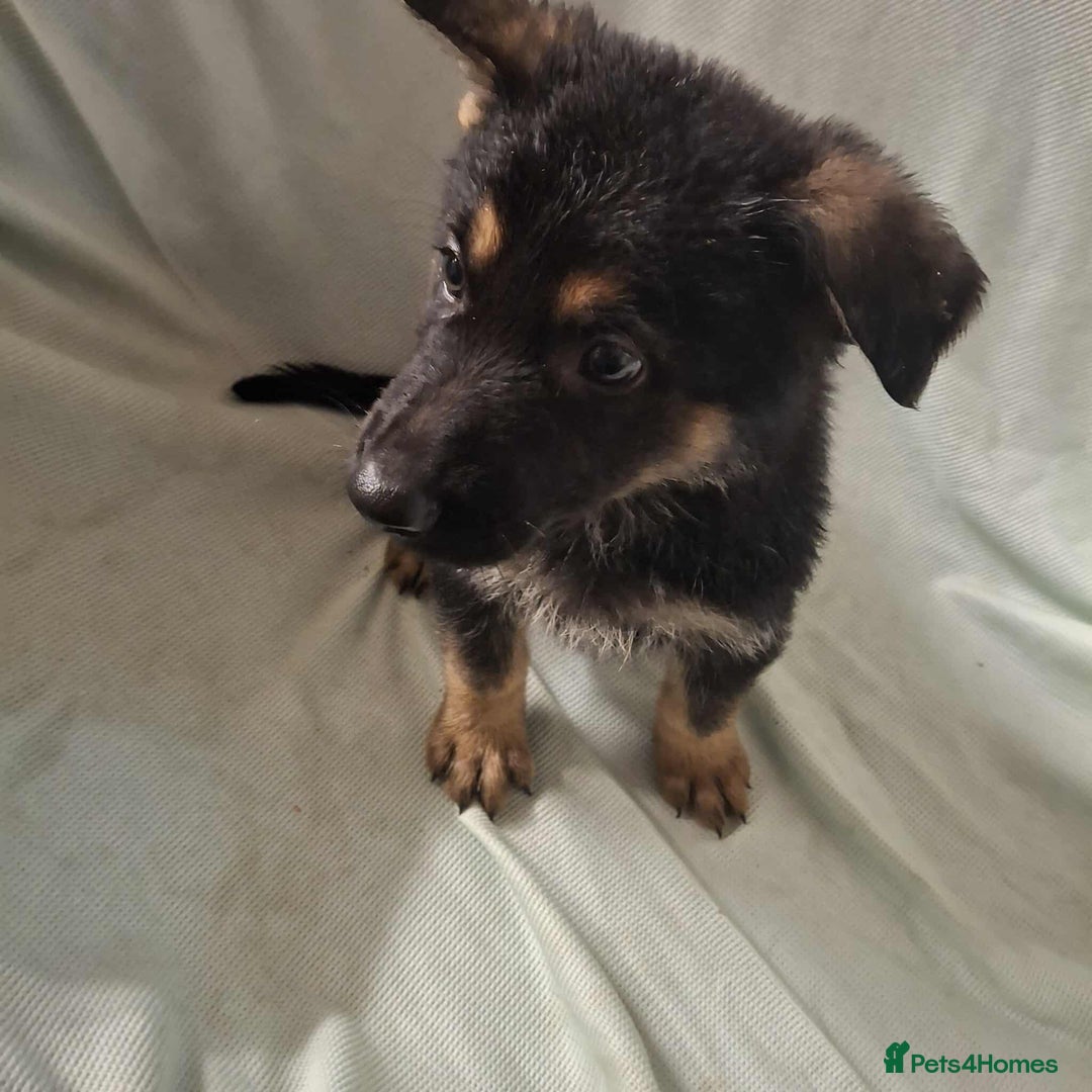 German Shepherd dogs for sale: *Ready Now* Pure Bred German Shepherd Pups - Image 21