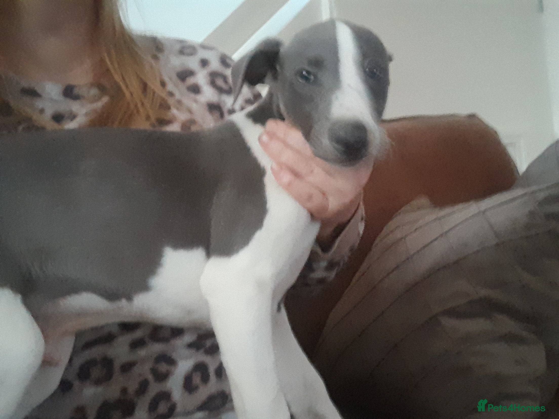 Whippet dogs Beautiful whippet puppies  - Advert 10