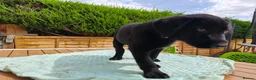 Mixed Breed dogs for sale: Puppies  - Advert 16