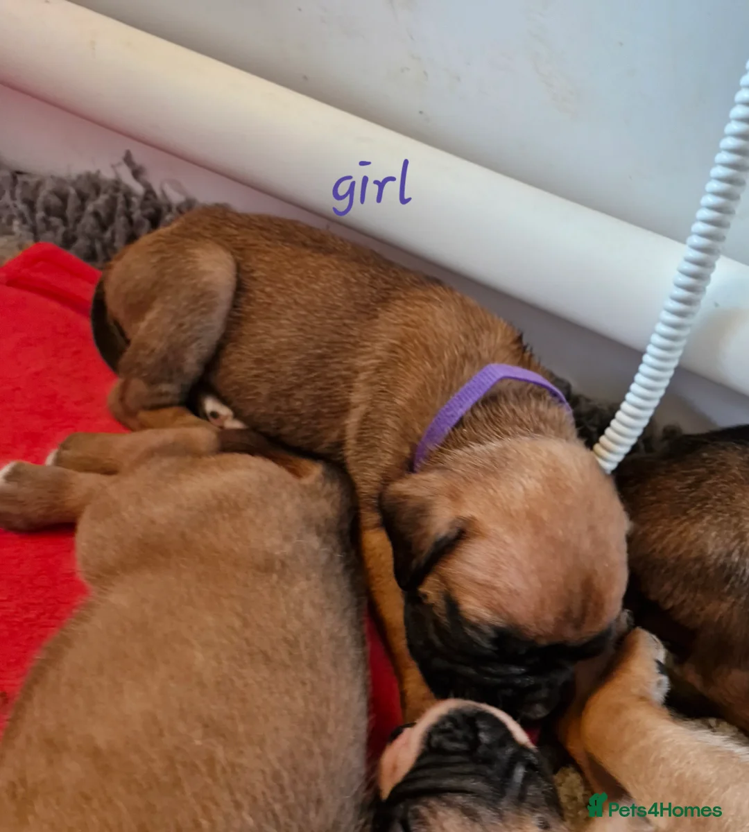Boxer dogs for sale: STUNNING GORGEOUS KC PUPPIES  - Advert 5