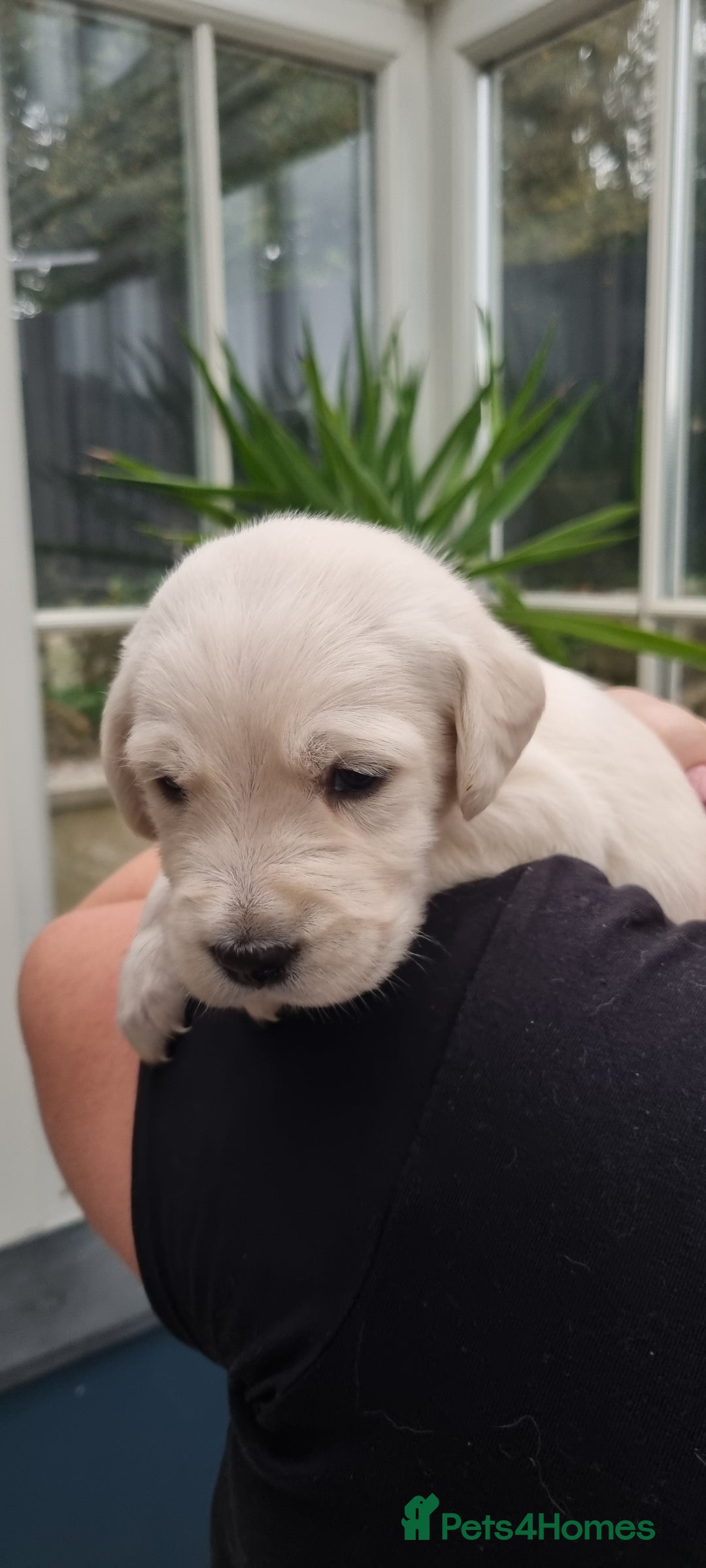 Mixed Breed dogs for sale: Double Doodle puppies  - Image 10