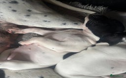 Pointer dogs for sale: English Pointer Bitch - Image 4
