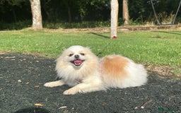 Pomeranian dogs for sale: Gorgeous KCreg female Pomeranian  - Image 4