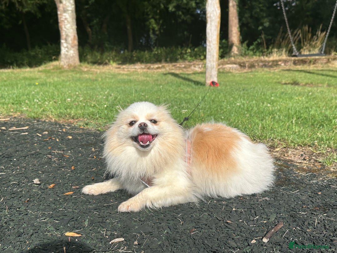 Pomeranian dogs for sale: Gorgeous KCreg female Pomeranian  - Image 4