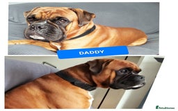 Boxer dogs for sale: Gorgeous Chunky Boxer Puppies  - Image 13