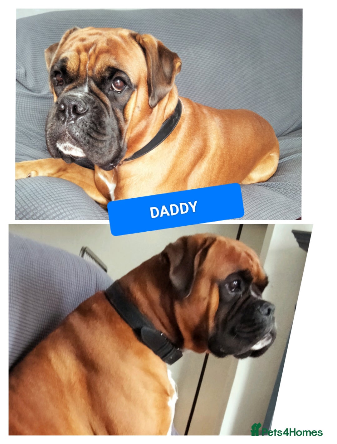 Boxer dogs for sale: Gorgeous Chunky Boxer Puppies  - Image 13