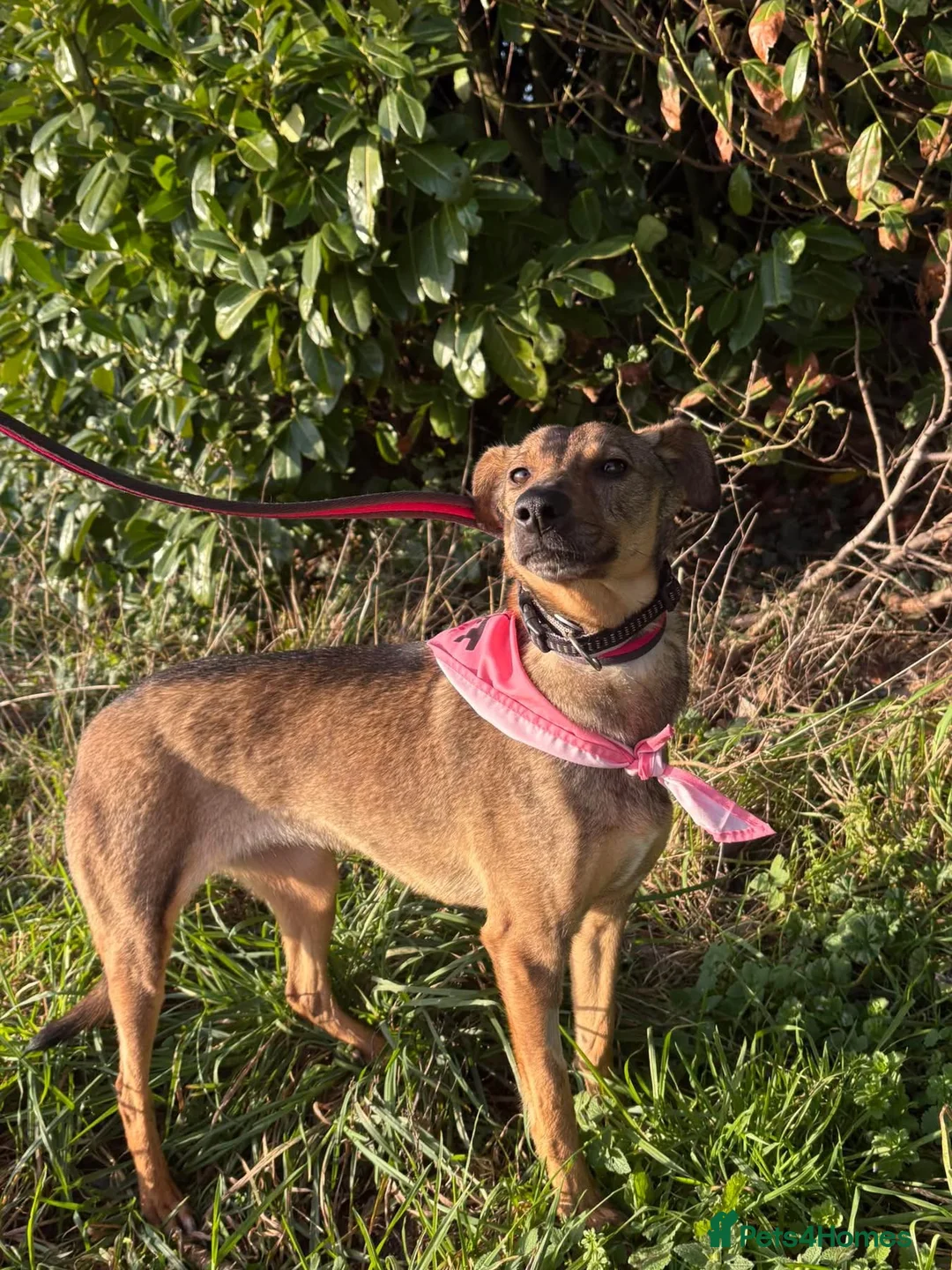 Mixed Breed dogs for adoption: Flora - Norwich Norfolk  - Advert 13