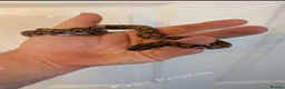 Snake reptiles for sale: Brazilian rainbow boa snake - Advert 8