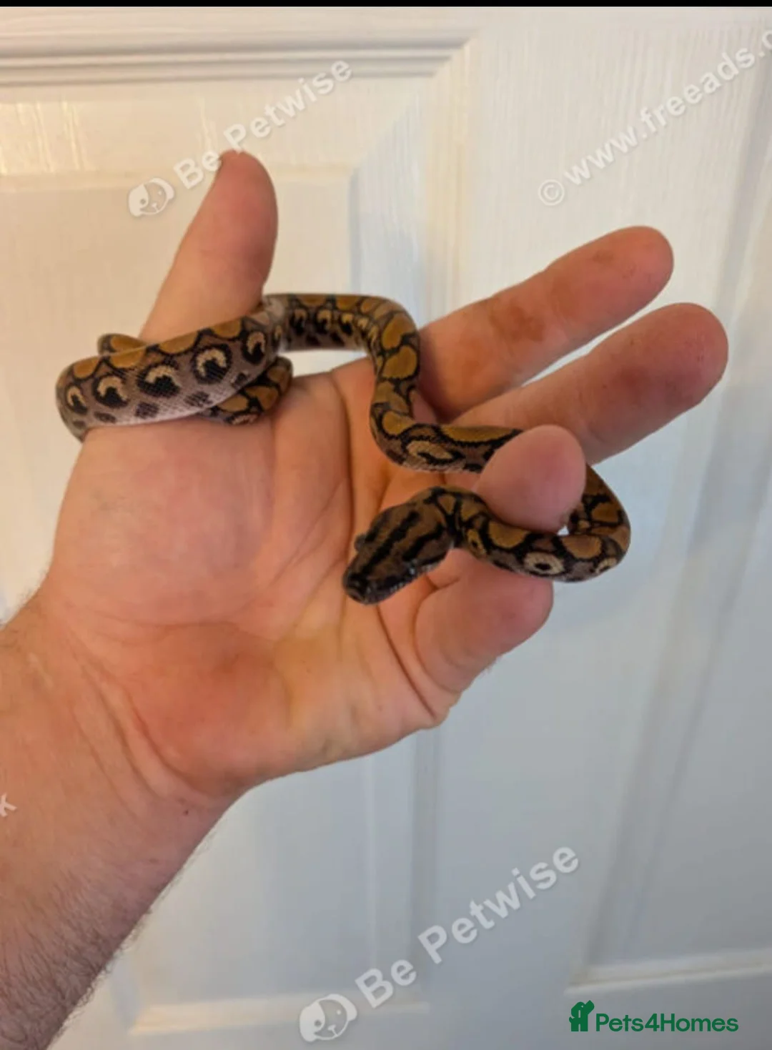 Snake reptiles for sale: Brazilian rainbow boa snake - Advert 8
