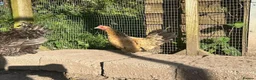 Chickens poultry for sale: 8 small Bantam Hen's available  in Preston - Advert 9
