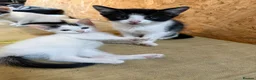 Mixed Breed cats for sale: Mixed breed kittens - Advert 4