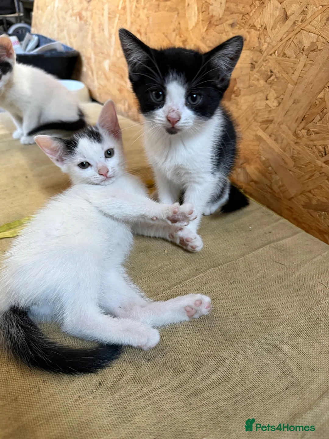 Mixed Breed cats for sale: Mixed breed kittens - Advert 4
