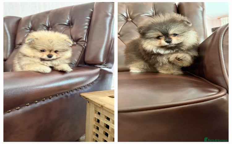 Pomeranian dogs - Advert 1