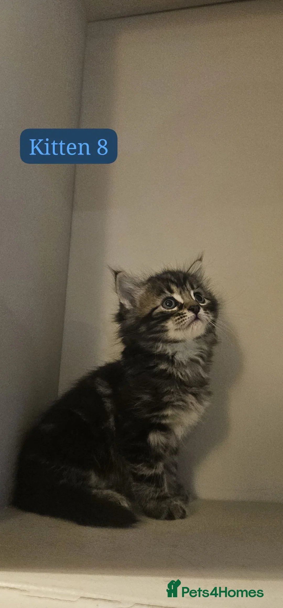 Maine Coon cats for sale: 8 Beautiful Main Coon X kittens - Advert 2