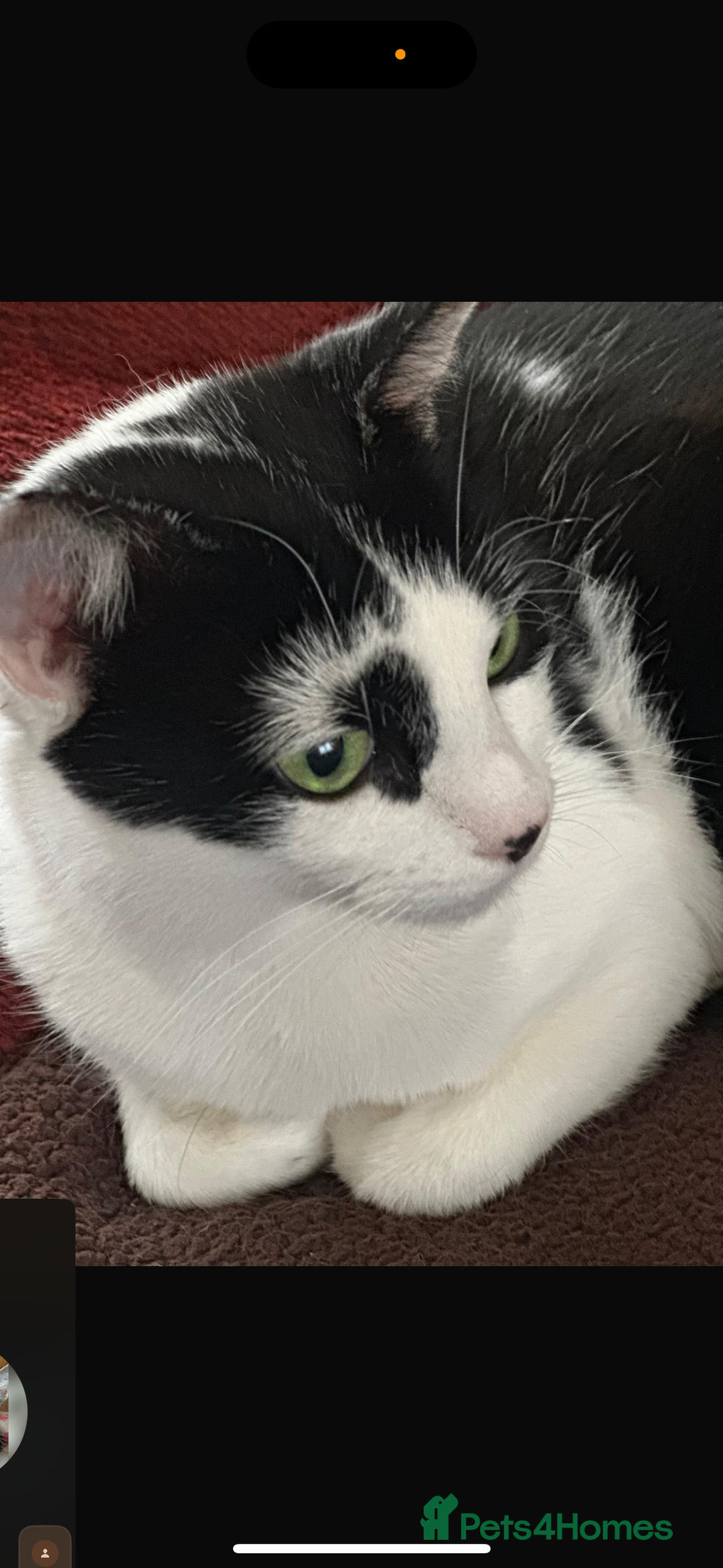 Domestic Shorthair cats for sale: Rescue cats- 20 in total rescued  - Advert 8