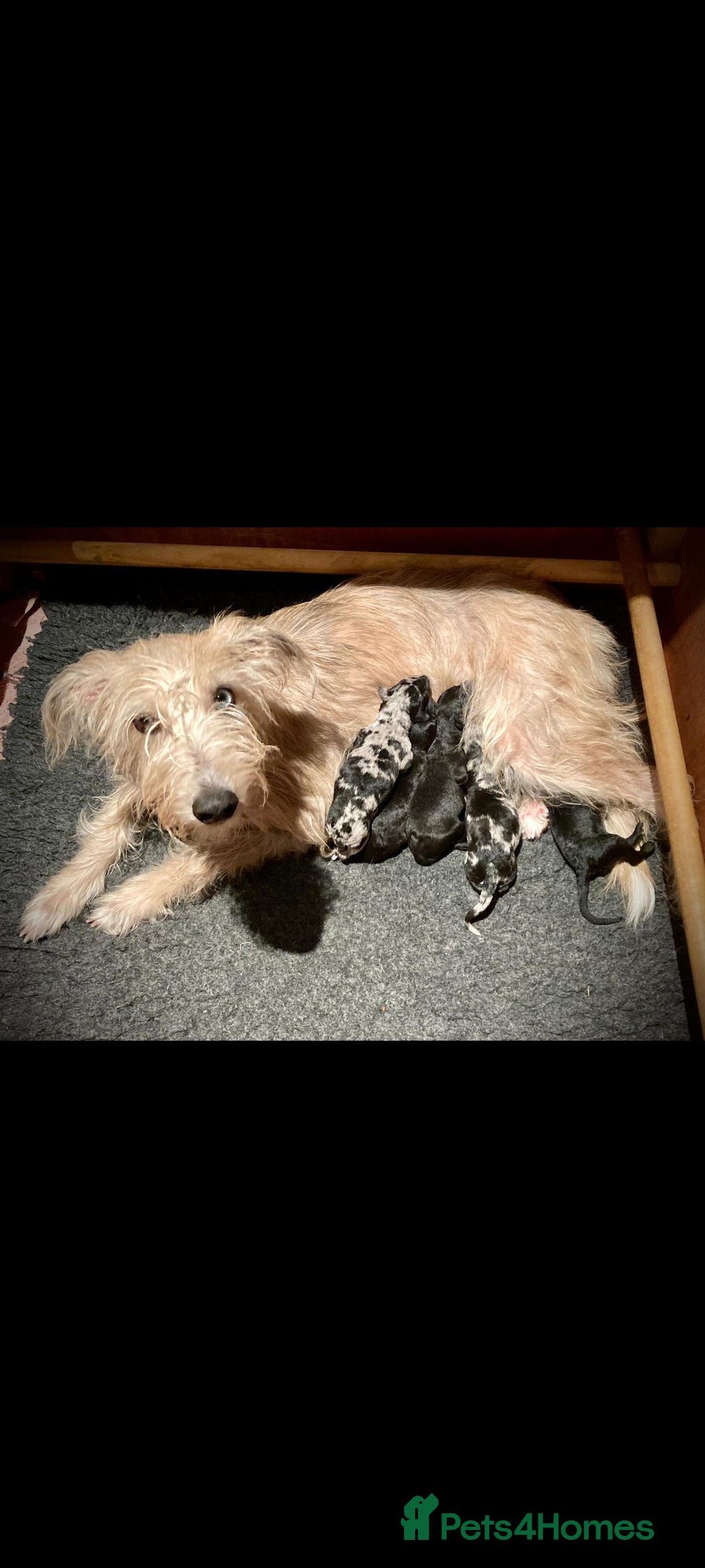 Bedlington Terrier dogs for stud: Bedlington for stud  in Chesterfield - Image 21