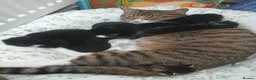 Mixed Breed cats for sale: 6 cute kittens for sale - Advert 1
