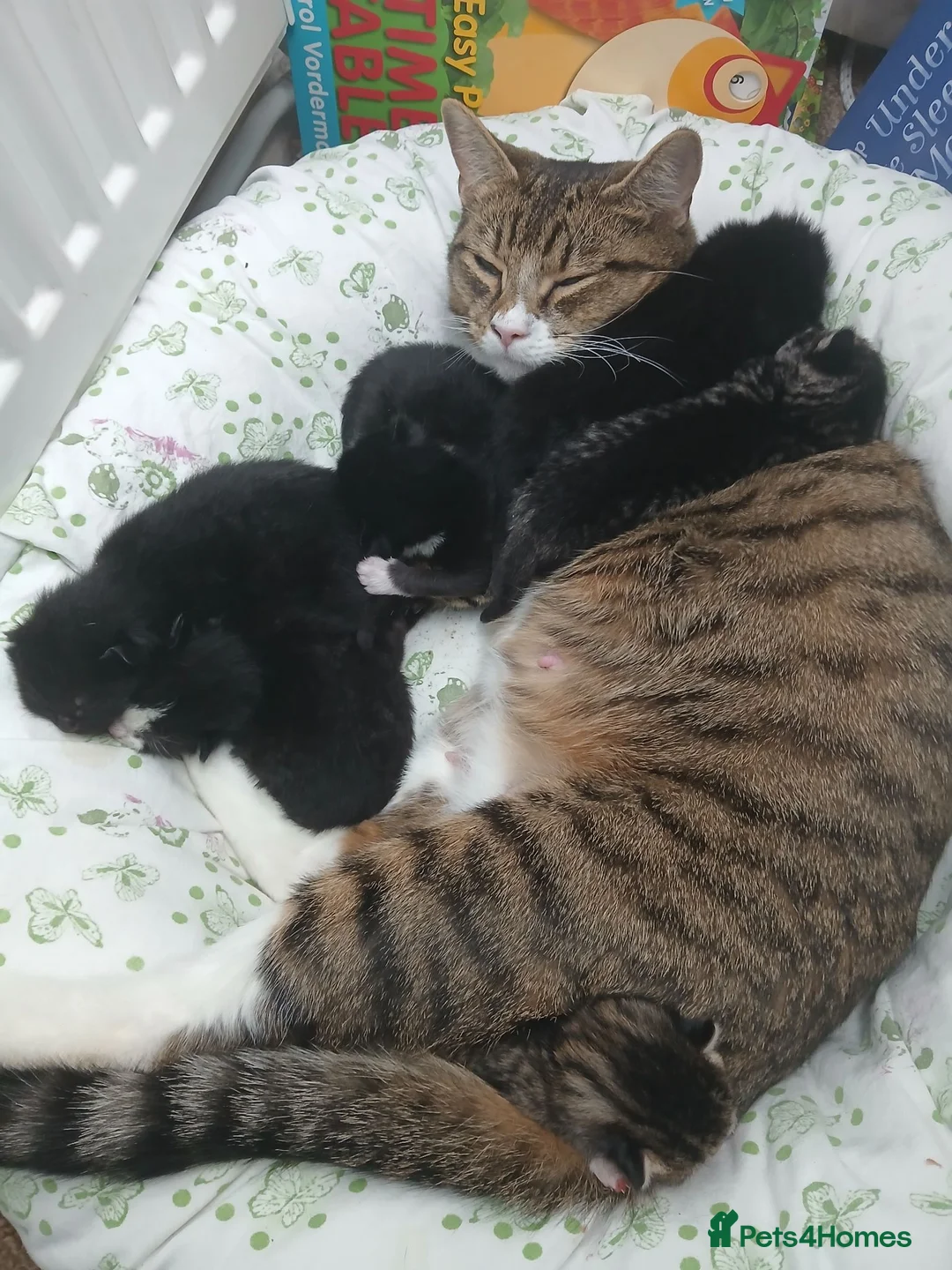 Mixed Breed cats for sale: 6 cute kittens for sale - Advert 1