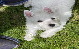 West Highland Terrier dogs for sale: FULLY HEALTH TESTED PUPPIES  - Image 3