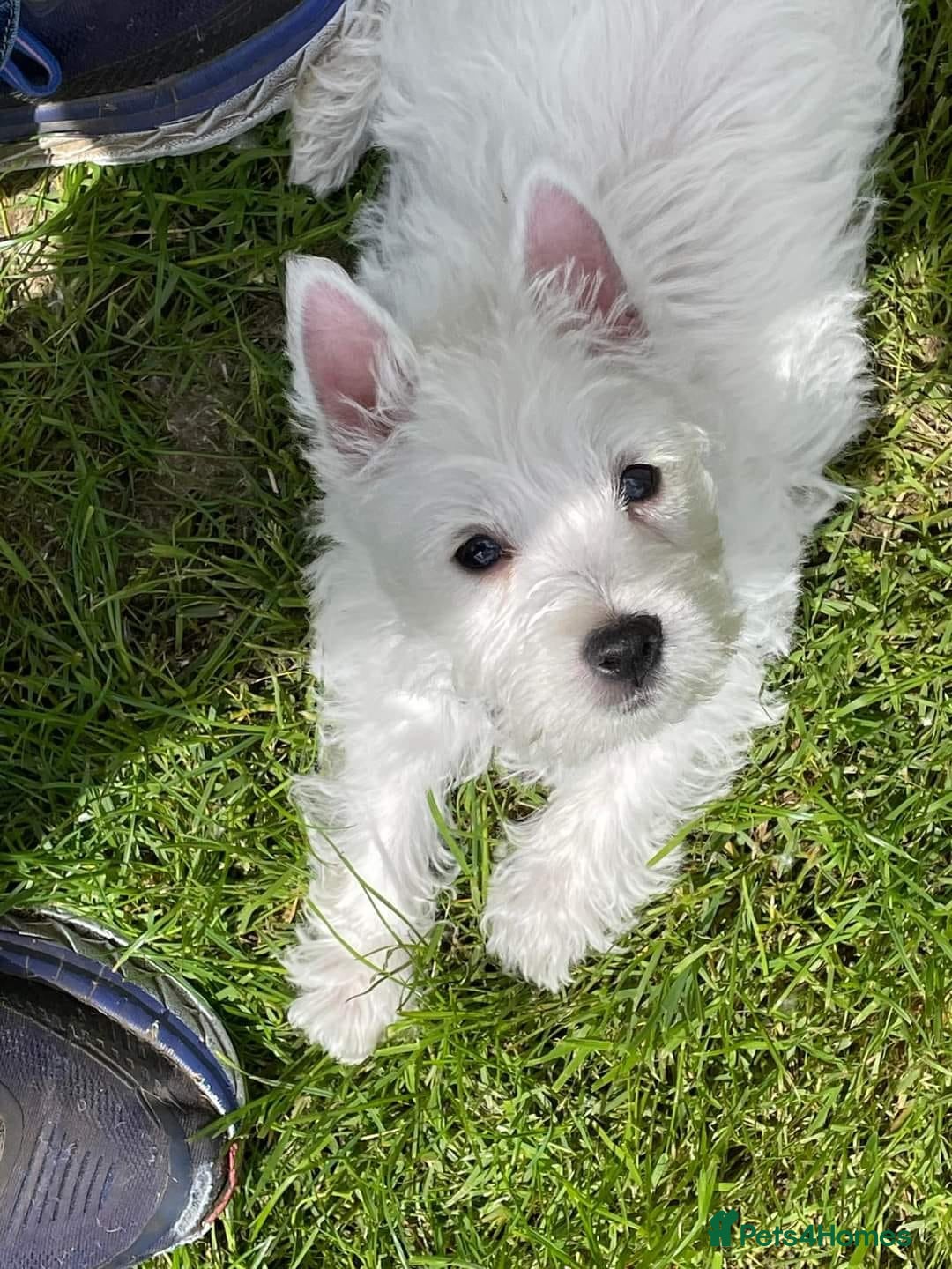 West Highland Terrier dogs for sale: FULLY HEALTH TESTED PUPPIES  - Image 3