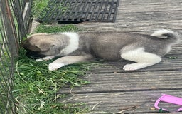 Akita dogs for sale: AMERICAN AKITA LAST FEMALE AVIABLE - Image 4