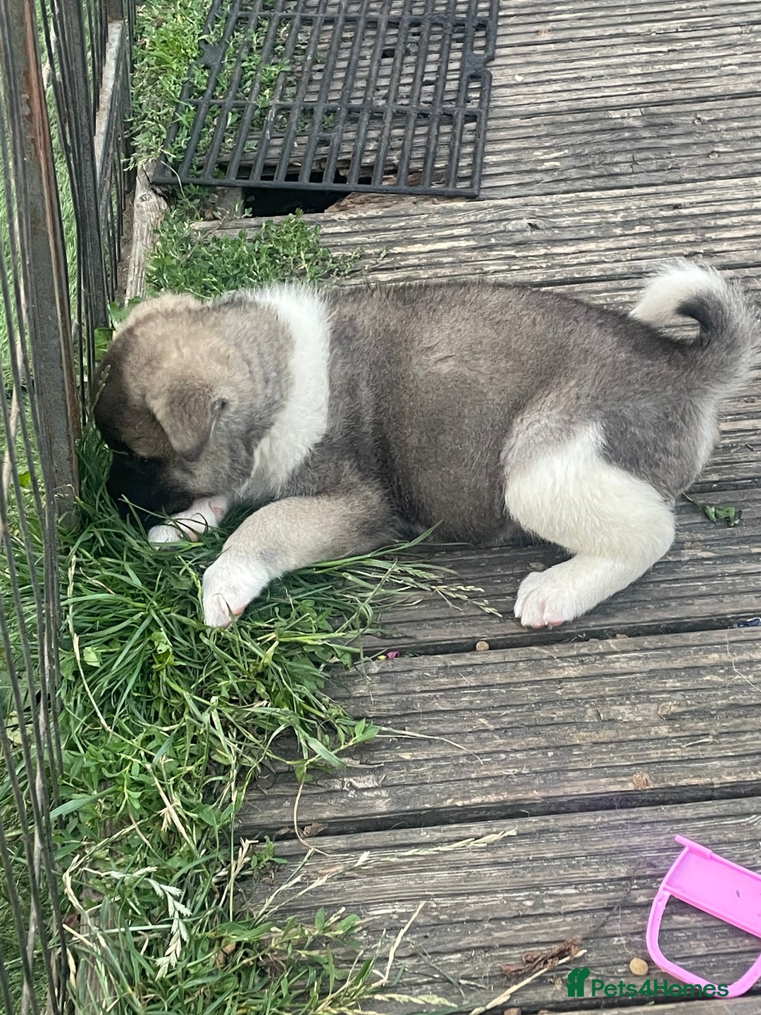 Akita dogs for sale: AMERICAN AKITA LAST FEMALE AVIABLE - Image 4