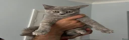 British Shorthair cats for sale: Last british short hair  - Advert 5