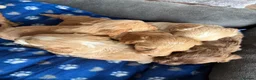 Cockapoo dogs for sale: Cockerpoo  - Advert 25