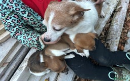 Jack Russell dogs for sale: Jack Russell pups  - Image 2