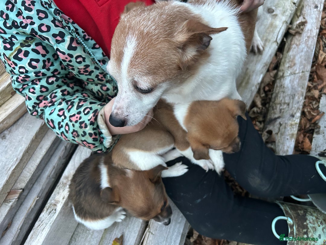 Jack Russell dogs for sale: Jack Russell pups  - Image 2