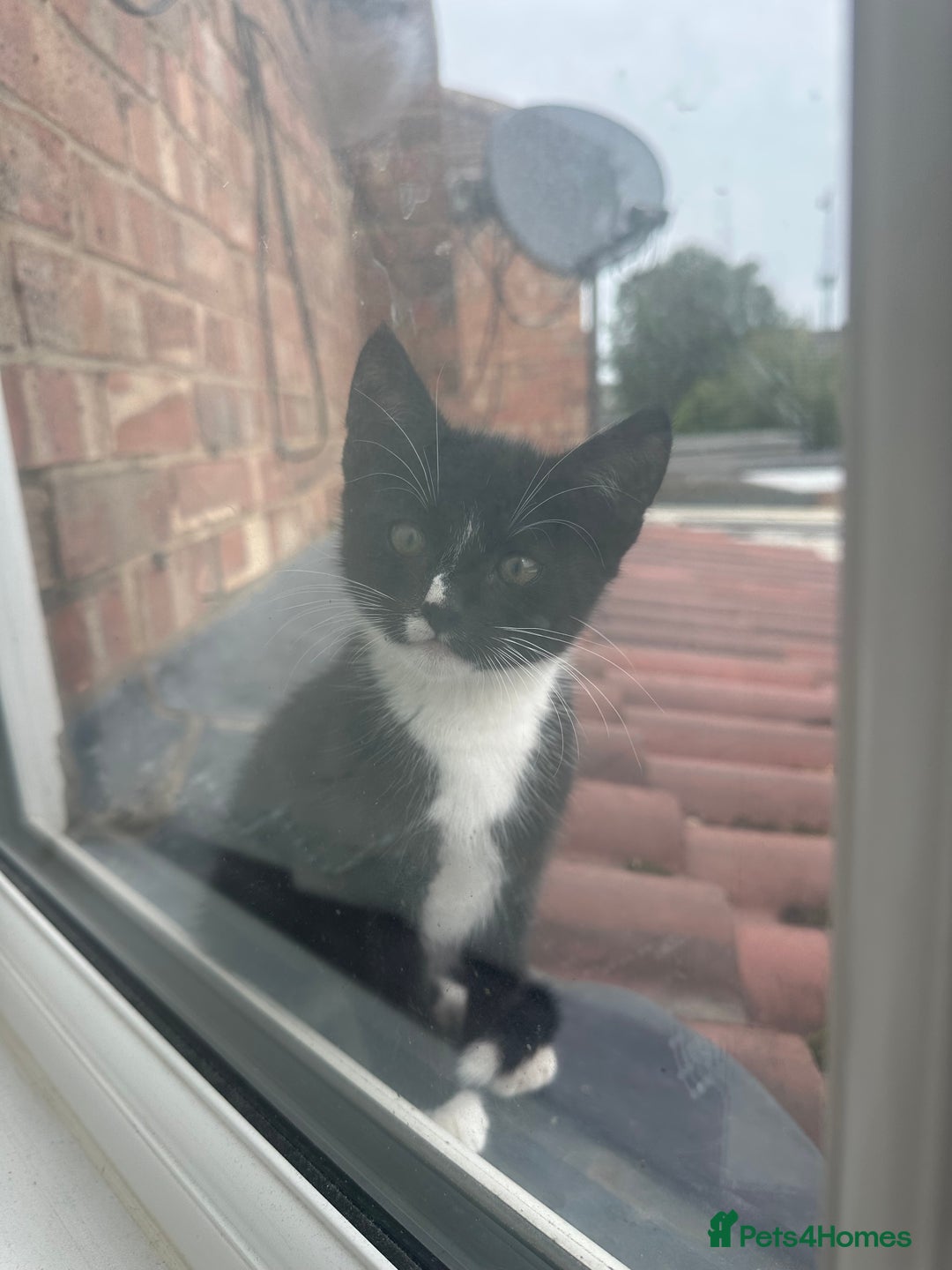 Domestic Shorthair cats for sale: Abandoned kittens and mother cat - Image 2