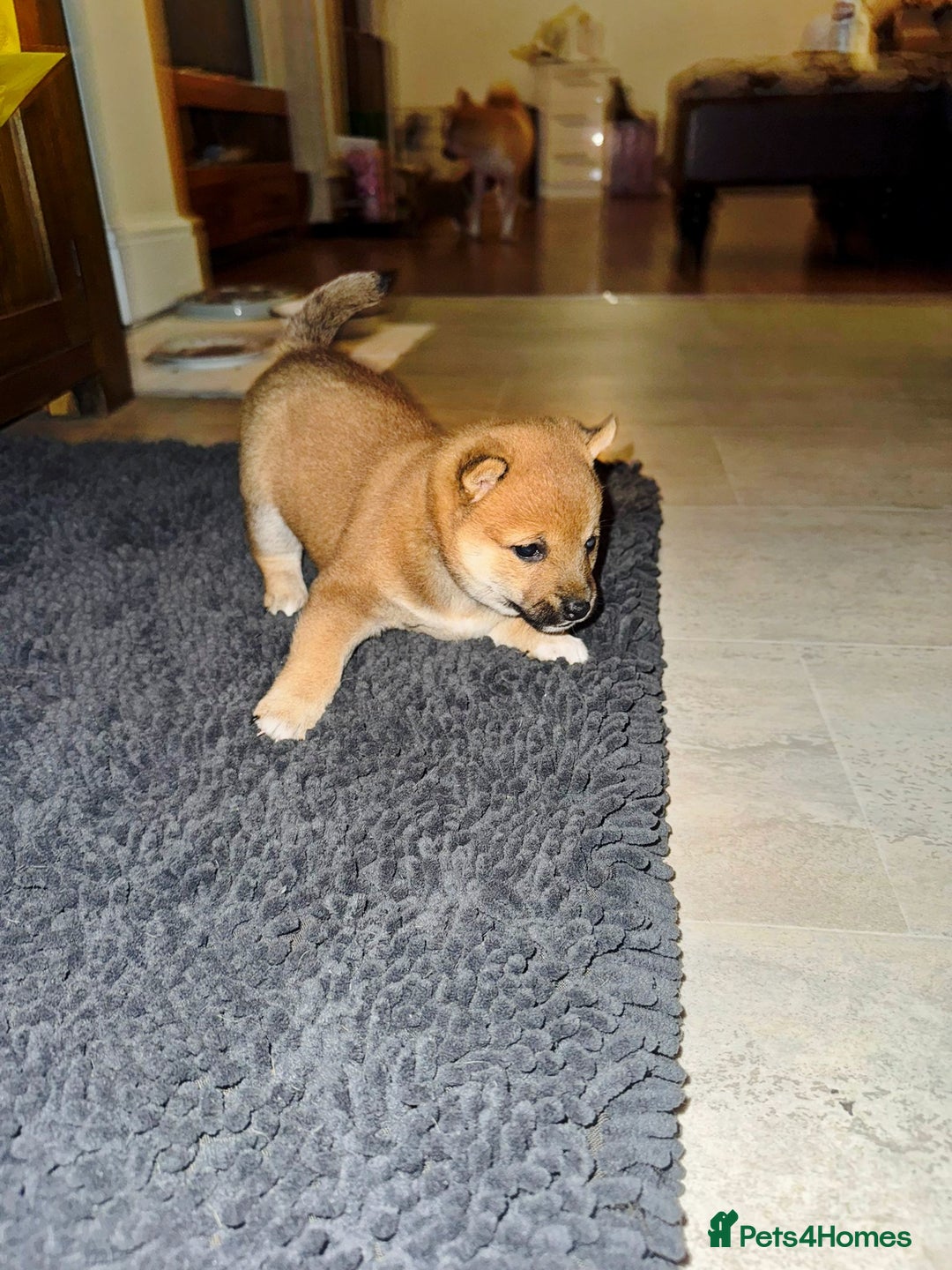Japanese Shiba Inu dogs for sale: 🏆 CHAMPION 🏆 JAPANESE SHIBA INU チャンピオン 🇯🇵  - Advert 2