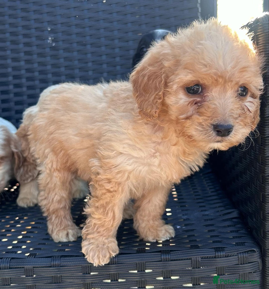 Cockapoo dogs for sale: Stunning cockapoo puppies - Image 7