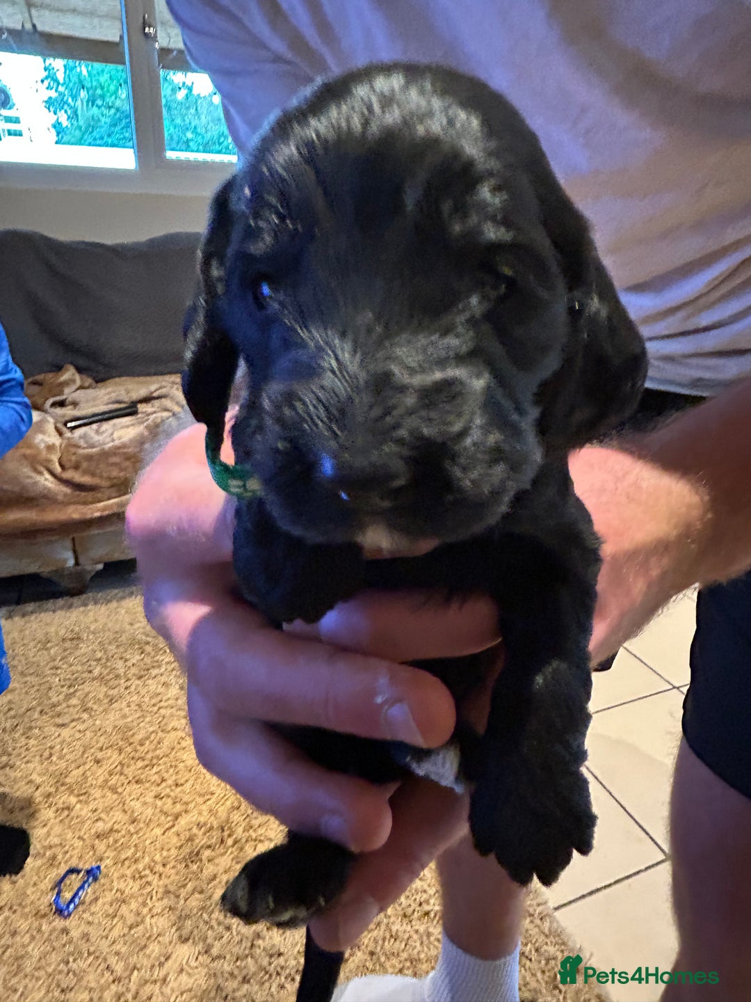 Cockapoo dogs for sale: Cockapoos puppies  - Image 17