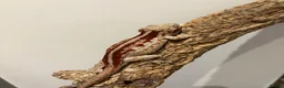 Gecko reptiles for sale: Crested gecko and gargoyles male and female  - Advert 1