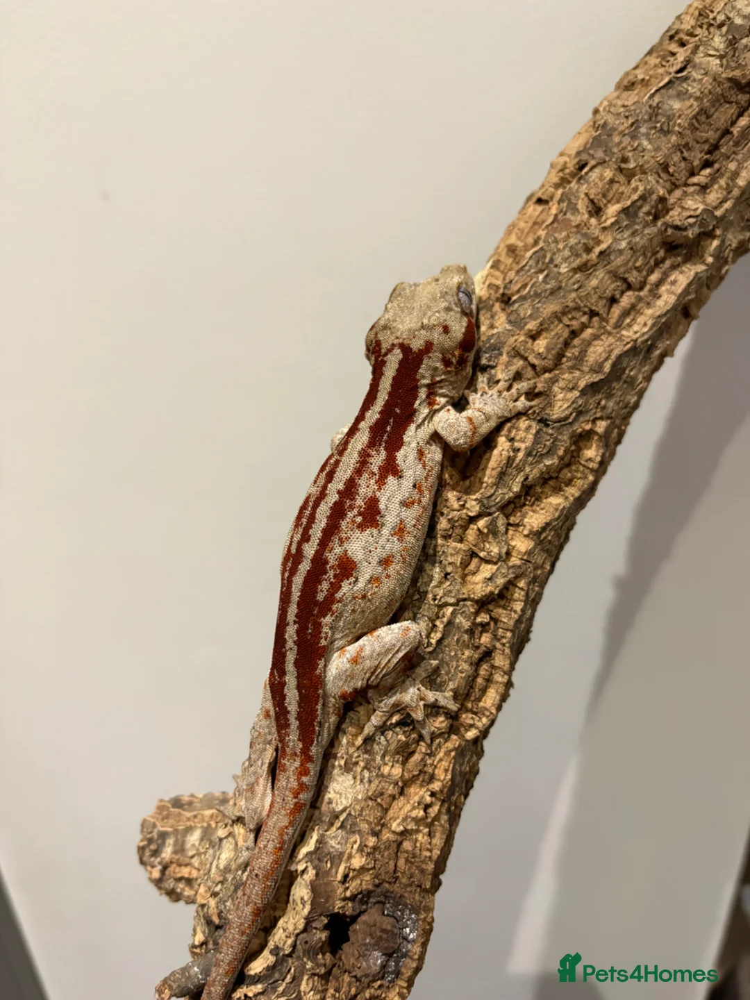 Gecko reptiles for sale: Crested gecko and gargoyles male and female  - Advert 1